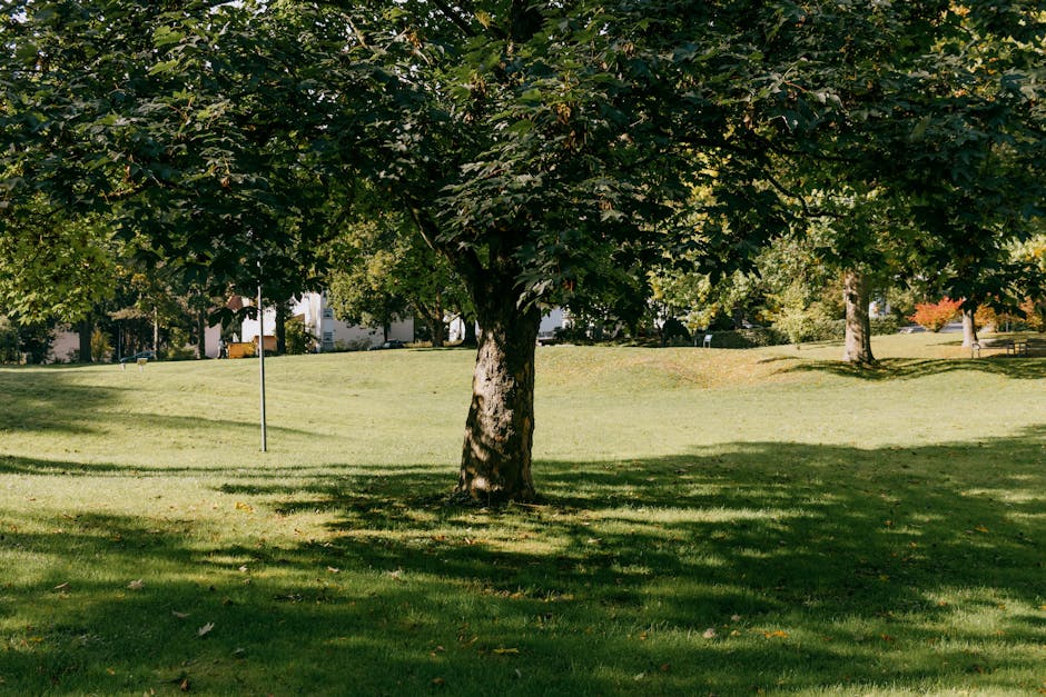 An aerial view of a residential area shows a park surrounded by numerous trees with lush green foliage. In the foreground, there is an empty sand court, with several blue benches positioned along its